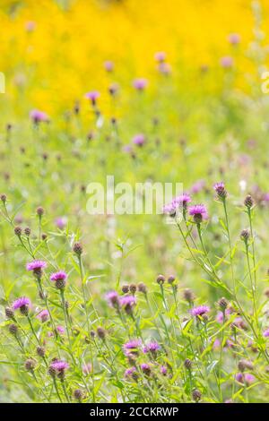 Violette und gelbe Wildblumenwiese im Sommer Stockfoto