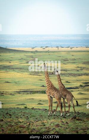 Vertikales Porträt von zwei erwachsenen männlichen Giraffen stehend und schauend Alarm in Masai Mara Kenia Stockfoto