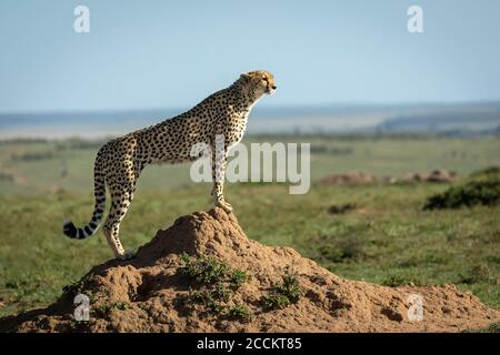 Erwachsene Geparden stehen auf einem Termitenhügel und schauen wachsam in Masai Mara in Kenia Stockfoto