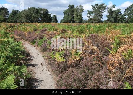 Sutton Heath, Woodbridge, Großbritannien - 23. August 2020: Wunderschöne helle Farben auf einem sonnigen Sonntagnachmittagspaziergang auf der Heide. Stockfoto