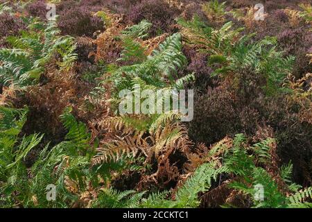 Sutton Heath, Woodbridge, Großbritannien - 23. August 2020: Wunderschöne helle Farben auf einem sonnigen Sonntagnachmittagspaziergang auf der Heide. Stockfoto