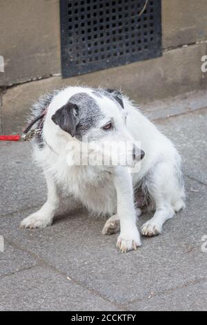 Ein kleiner weißer Terrier älterer Hund mit grauen Ohren, der auf einem Gehsteig auf seinen Besitzer wartet. Stockfoto