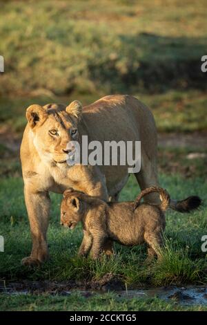 Vertikales Porträt der Löwin und ihres Löwenjungen, auf dem sie steht Grünes Gras in Ndutu Tansania Stockfoto