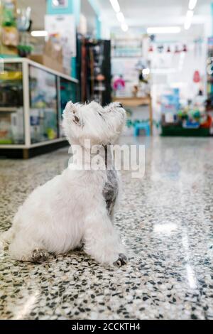 West Highland White Terrier sitzt auf gefliestem Boden in Haustier Salon Stockfoto