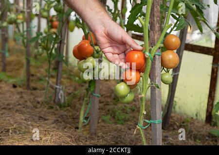 Landwirt überprüft Tomaten auf einer Pflanze Stockfoto