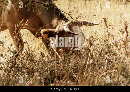 Die braune Kuh grast auf dem in der Sonne getrockneten Gras. Herbstreisen auf dem Land. Stockfoto