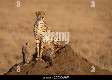 Geparden-Weibchen und ihre kleinen Jungen sitzen auf einer Termite Hügel in der Serengeti Tansania Stockfoto