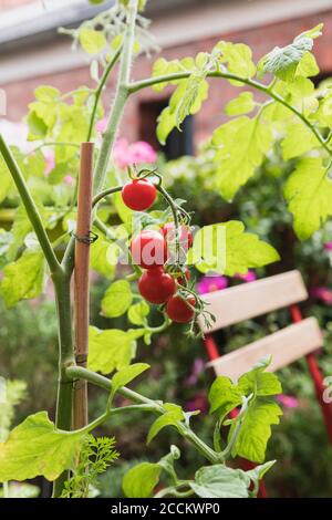 Tomaten (Solanum lycopersicum) wachsen auf dem Balkon Stockfoto