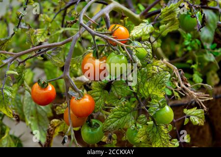 Tomaten, Tumbling Toms (Solanum lycopersicum Tumbling Tom), die in einem hängenden Korb in einem Küchengarten wachsen Stockfoto