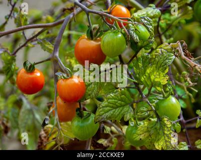 Tomaten, Tumbling Toms (Solanum lycopersicum Tumbling Tom), die in einem hängenden Korb in einem Küchengarten wachsen Stockfoto