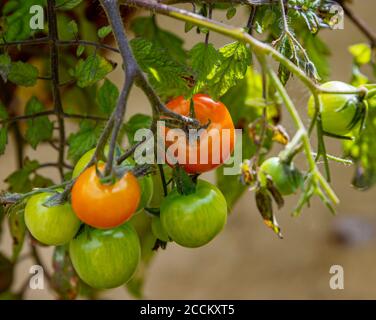 Tomaten, Tumbling Toms (Solanum lycopersicum Tumbling Tom), die in einem hängenden Korb in einem Küchengarten wachsen Stockfoto