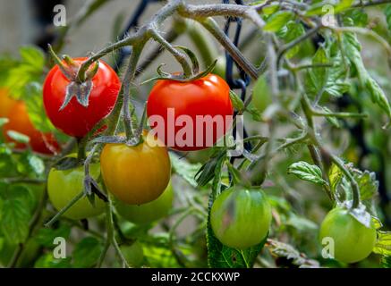 Tomaten, Tumbling Toms (Solanum lycopersicum Tumbling Tom), die in einem hängenden Korb in einem Küchengarten wachsen Stockfoto