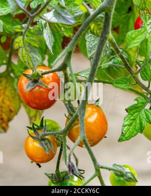 Tomaten, Tumbling Toms (Solanum lycopersicum Tumbling Tom), die in einem hängenden Korb in einem Küchengarten wachsen Stockfoto