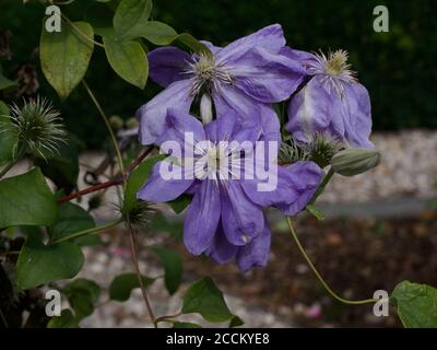 Im Sommer blüht im Garten ein blassvioletter oder malvenroter Clematis Stockfoto