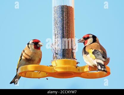 Zwei wunderschöne europäische Goldfinken, die auf einem gelben Rohrvogelfutterhäuschen sitzen, das Niger Seed frisst, vor einem klaren blauen Himmel Hintergrund Stockfoto