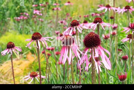 Feld von hell gefärbten lila Echinacea Blüten in voller Blüte Stockfoto