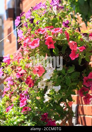 Hängender Korb mit kaskadierenden bunten Petunien. Es gibt verschiedene Farben von lila, rot, weiß, rosa. Eine atemberaubende Blumendarstellung Stockfoto