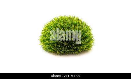 Frische grüne Nelkenblume auf weißem Hintergrund. Stockfoto