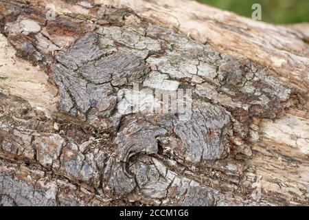 Holzrinde Hintergrund zeigt Textur Detail verfallenden Baumstamm Stockfoto