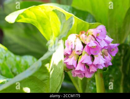 Elefantenohrpflanze in Blüte mit einem Cluster von kleinen Rosa Blüten gegen leuchtend grüne Blätter Stockfoto