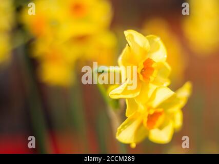 Leuchtend gelbe Narzissen, die im Wind schwanken, Bewegungsunschärfe ist sichtbar. Vibrierende Springtime Narzissen, die im Wind wehen, mit einem natürlichen, unscharfen Backgrou Stockfoto