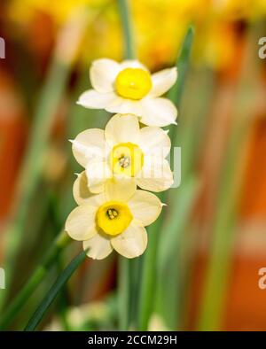 Helle gelbe Miniatur-Narzissen, mit drei Blüten auf einem Stiel, vor einem natürlichen verschwommenen Garten Hintergrund. Frühling blüht in voller Blüte. Stockfoto