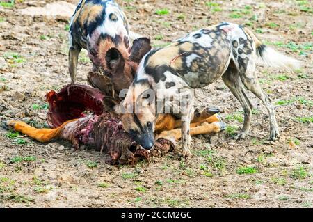 Wild Dogs (Painted Dogs) - Lycaon pictus Fütterung auf eine kürzlich Puku töten. Die Hunde sind grausige Mörder und greifen an und fressen, während sie noch das A angreifen Stockfoto