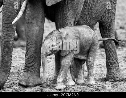 Kleiner neugeborener Elefantenkalb, der in der Nähe seiner Mutter im South Luangwa National Park, Sambia, steht Stockfoto