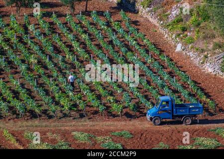 Traubenfeld oder Weinberg mit Landwirt, Luftaufnahme Stockfoto