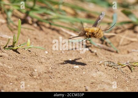 Dunkelkantige Bienenfliege (Bombylius major) Weibchen schwebt, während sie ihren Schwanz nach unten schnippt, um Eier auf den Boden in der Nähe der Eingänge des Bergbienennestes zu „bombardieren“. Stockfoto