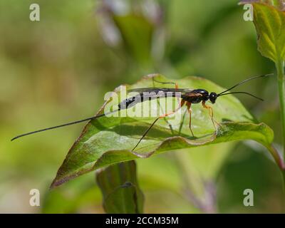 Ichneumonwespe (Ichneumonidae / Pimplinae) Weibchen mit einem langen Ovipositor, der auf einem Dogwood-Blatt auf einem Kreidegrashang, in der Nähe von Bath, UK, sonne Stockfoto