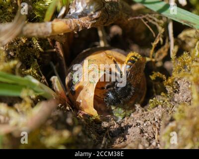 Zweifarbige Maurerbiene (Osmia bicolor) betritt ihr Nest in einer Braune-lipped Schnecke (Cepaeae nemoralis) Schale auf einem Kreidegrashang, UK, Mai. Stockfoto