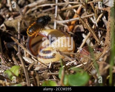 Zweifarbige Maurerbiene (Osmia bicolor), die in einer Braune-lipped Schnecke (Cepaeae nemoralis) Muschel auf einem Kreidegrashang, Großbritannien, zu ihrem Nest fliegt Stockfoto