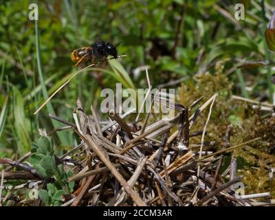 Zweifarbige Maurerbiene (Osmia bicolor), die mit einem Stock einfliegt, um einem Haufen Vegetation hinzuzufügen, die ihr Nest in einer braunen Schneckenschale tarnt, Großbritannien. Stockfoto