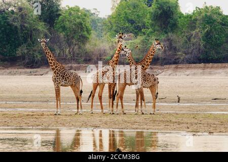 Turm der Thornicroft Giraffe auf dem Luangwa Flussbett, South Luangwa National Park, Sambia, Südafrika Stockfoto