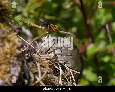 Zweifarbige Maurerbiene (Osmia bicolor), die mit einem Stock einfliegt, um einem Haufen Vegetation hinzuzufügen, die ihr Nest in einer braunen Schneckenschale tarnt, Großbritannien. Stockfoto
