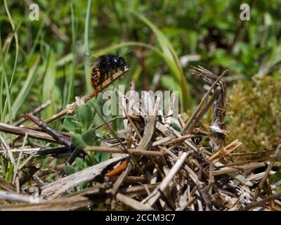 Zweifarbige Maurerbiene (Osmia bicolor), die mit einem Stock einfliegt, um einem Haufen Vegetation hinzuzufügen, die ihr Nest in einer braunen Schneckenschale tarnt, Großbritannien. Stockfoto