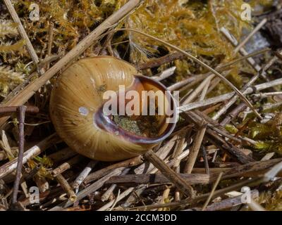 Zweifarbige Maurerbiene (Osmia bicolor) nistet in einer Braune-lipped Schnecke (Cepaeae nemoralis) Schale, versiegelt mit gekauten Blättern auf Kreidegrasland, UK Stockfoto