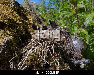 Haufen kleiner Stöcke, die von einer zweifarbigen Maurerbiene (Osmia bicolor) angeordnet wurden, um ihr Nest in einer Schneckenschale mit braunen Lippen zu tarnen (Cepaeae nemoralis, UK Stockfoto