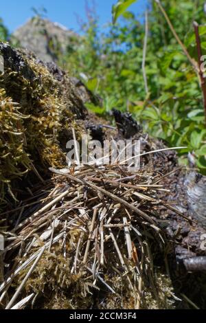 Haufen kleiner Stöcke, die von einer zweifarbigen Maurerbiene (Osmia bicolor) angeordnet wurden, um ihr Nest in einer Schneckenschale mit braunen Lippen zu tarnen (Cepaeae nemoralis, UK Stockfoto