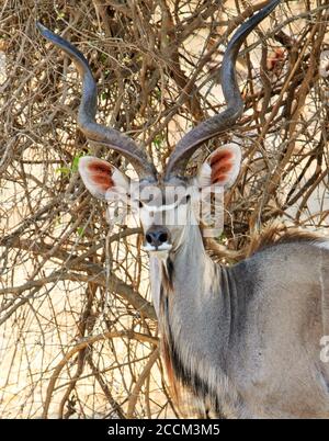 Porträtansicht eines großen Kudu (Tragelaphus strepsiceros) Buck mit großen Hörnern im Busch im South Luangwa National Park, Sambia, Süd-A Stockfoto