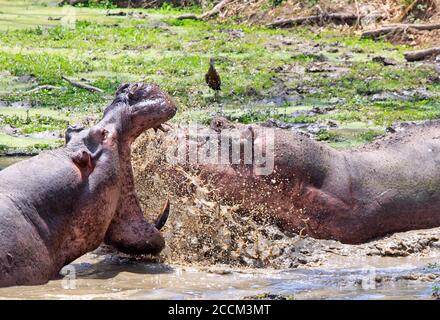 Zwei Hippos - Hippopotamus amphibius - kämpfen und planschen in Eine Lagune mit weit geöffneten Mout und großen scharfen Zähnen In Süd Luangwa National Par Stockfoto