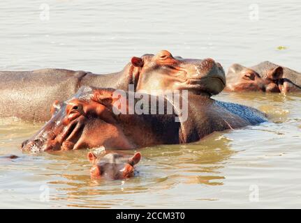 Nilpferd im Luangwa River, South Luangwa National Park, Sambia Stockfoto