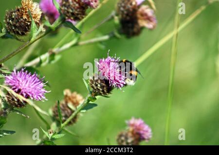 Hummel nectaring auf einem Speer Distel Stockfoto