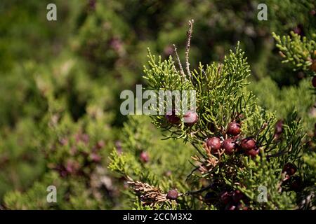 Zapfen und Blätter von Juniperus communis, Wacholderbäume und Sträucher mit Mittelmeer Stockfoto