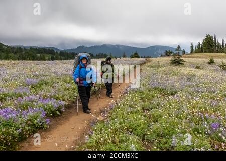 Die Wanderer Karen Rentz und Joan Michaels entlang des Pacific Crest Trail in der Goat Rocks Wilderness, Gifford Pinchot National Forest, Washington State, USA Stockfoto