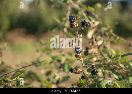 Schwarze reife, reife und unreife wilde Brombeeren unter der Sonne Stockfoto