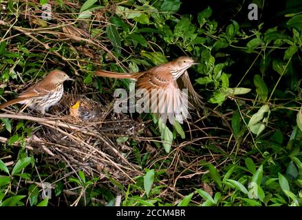 Braune Thrasher (Toxostoma rufum) nahe dem Nest mit Nestlingen, Georgia, USA. Stockfoto