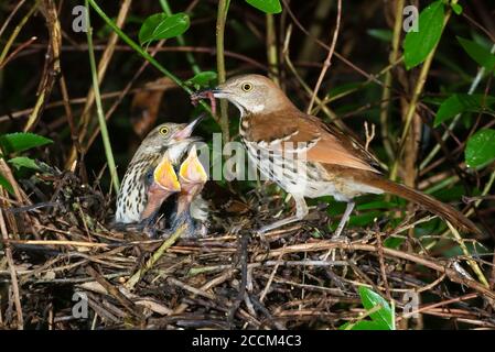 Braune Thrasher (Toxostoma rufum) füttern Nestlinge am Nest, Georgia, USA. Stockfoto