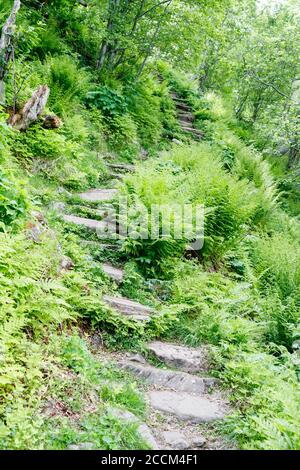 GEIRANGER, NORWEGEN - 2016. JUNI 12. Wanderweg im Wald des Geiranger Fjords. Stockfoto